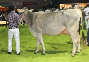 151128SC15 022_Abt. 1 Rang10  Suissegfeller Dally NEJLI von WTS Genetics LU 